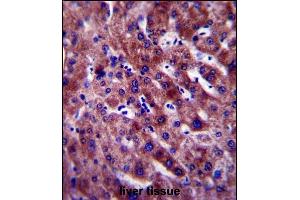 PON1 Antibody (Center) (ABIN654641 and ABIN2844338) immunohistochemistry analysis in formalin fixed and paraffin embedded human liver tissue followed by peroxidase conjugation of the secondary antibody and DAB staining. (PON1 抗体  (AA 118-145))