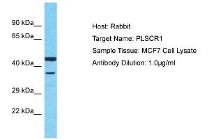 Host: Rabbit Target Name: PLSCR1 Sample Type: MCF7 Whole Cell lysates Antibody Dilution: 1. (PLSCR1 抗体  (Middle Region))