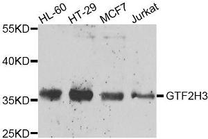 Western blot analysis of extracts of various cell lines, using GTF2H3 antibody. (GTF2H3 抗体  (AA 1-308))