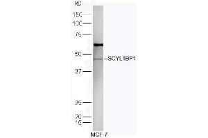 Human MCF-7 lysates probed with Rabbit Anti-SCYL1BP1 Polyclonal Antibody, Unconjugated (ABIN719306) at 1:300 overnight at 4˚C. (GORAB 抗体  (AA 201-300))