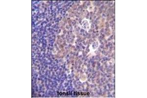PIK3R5 Antibody (C-term) (ABIN655491 and ABIN2845011) immunohistochemistry analysis in formalin fixed and paraffin embedded human tonsil tissue followed by peroxidase conjugation of the secondary antibody and DAB staining. (PIK3R5 抗体  (C-Term))