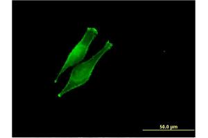 Immunofluorescence (IF) image for anti-Dolichyl-diphosphooligosaccharide--Protein Glycosyltransferase (DDOST) (AA 328-427) antibody (ABIN514934)