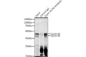 Immunoprecipitation analysis of 600 μg extracts of Mouse thymus using 3 μg Cyclin / antibody (635). (Cyclin A1/A2 抗体)