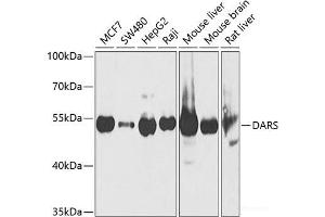 Western blot analysis of extracts of various cell lines using DARS Polyclonal Antibody at dilution of 1:1000. (DARS 抗体)