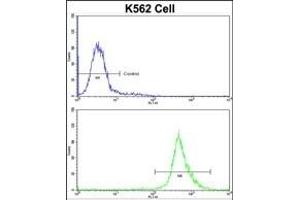 Flow cytometric analysis of K562 cells using BAG1 Antibody (C-term)(bottom histogram) compared to a negative control cell (top histogram)FITC-conjugated goat-anti-rabbit secondary antibodies were used for the analysis. (BAG1 抗体  (C-Term))
