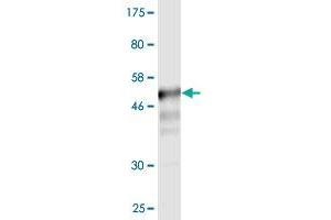 Western Blot detection against Immunogen (52. (CD58 抗体  (AA 1-240))