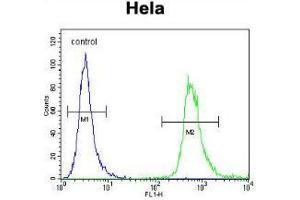 WDR3 Antibody (N-term) flow cytometric analysis of Hela cells (right histogram) compared to a negative control cell (left histogram). (WDR3 抗体  (N-Term))
