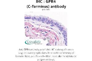 Image no. 1 for anti-G Protein-Coupled Receptor 4 (GPR4) (C-Term) antibody (ABIN1735086) (GPR4 抗体  (C-Term))