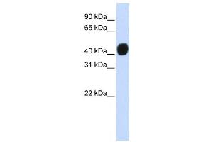 Western Blotting (WB) image for anti-Transforming Growth Factor beta 1 Induced Transcript 1 (TGFB1I1) antibody (ABIN2458370) (TGFB1I1 抗体)