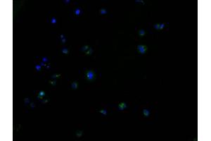 Immunofluorescence staining of HepG2 cells with ABIN7164309 at 1:100, counter-stained with DAPI. (Neuregulin 4 抗体  (AA 1-115))
