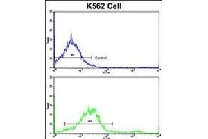 Flow cytometric analysis of K562 cells using LPIN2 Antibody (Center)(bottom histogram) compared to a negative control cell (top histogram). (Lipin 2 抗体  (AA 262-288))
