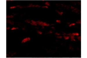 Immunofluorescence of Neuritin in Mouse Heart cells with Neuritin antibody at 20 μg/ml. (NRN1 抗体  (Center))
