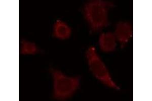 ABIN6278643 staining RAW264. (GTF3C4 抗体  (Internal Region))