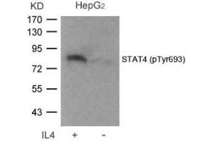 Image no. 2 for anti-Signal Transducer and Activator of Transcription 4 (STAT4) (pTyr693) antibody (ABIN196695) (STAT4 抗体  (pTyr693))