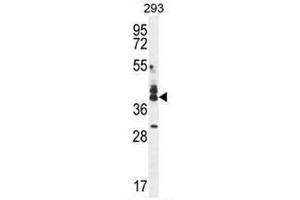 CUZD1 Antibody (C-term) western blot analysis in 293 cell line lysates (35µg/lane). (CUZD1 抗体  (C-Term))
