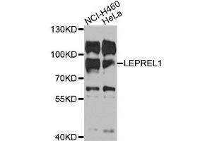 Western blot analysis of extracts of various cells, using LEPREL1 antibody. (LEPREL1 抗体)