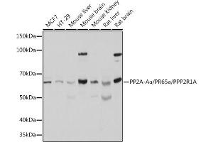 Western blot analysis of extracts of various cell lines, using PP2A-Aalpha/PR65α/PP2A-Aα/PR65α/PPP2R1A Polyclonal Antibody (ABIN6132506, ABIN6146081, ABIN6146082 and ABIN6221483) at 1:500 dilution. (PPP2R1A 抗体  (AA 1-270))