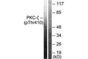 Western blot analysis of extracts from NIH-3T3 cells treated with PMA 125ng/ml 30', using PKC zeta (Phospho-Thr410) Antibody. (PKC zeta 抗体  (pThr410))