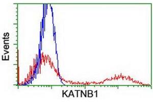 HEK293T cells transfected with either RC201852 overexpress plasmid (Red) or empty vector control plasmid (Blue) were immunostained by anti-KATNB1 antibody (ABIN2455204), and then analyzed by flow cytometry. (KATNB1 抗体)