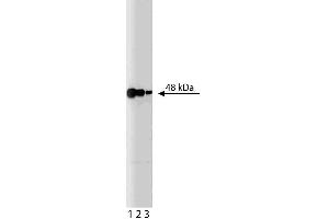 Western blot analysis of flotillin-1 on rat brain lysate. (Flotillin 1 抗体  (AA 312-428))