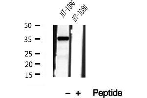 Western blot analysis of extracts of HT-1080 cells, using PYCR1 antibody. (PYCR1 抗体  (Internal Region))