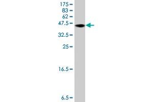 Western Blot detection against Immunogen (37. (CAPNL1 抗体  (AA 610-714))