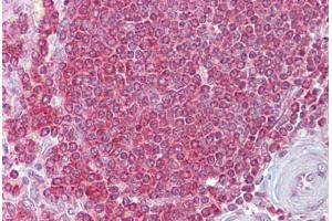 Anti-RPSA / Laminin Receptor antibody IHC staining of human spleen. (RPSA/Laminin Receptor 抗体  (AA 107-156))