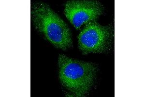 Immunofluorescent analysis of 4 % paraformaldehyde-fixed, 0. (PLIN3 抗体  (AA 1-434))