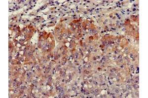 Immunohistochemistry of paraffin-embedded human adrenal gland tissue using ABIN7175304 at dilution of 1:100 (VPS29 抗体  (AA 68-145))