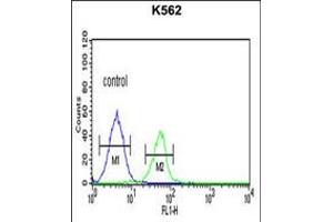 Flow cytometric analysis of K562 cells (right histogram) compared to a negative control cell (left histogram). (PLA2G4B 抗体  (AA 396-424))