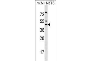 Western blot analysis in mouse NIH-3T3 cell line lysates (35ug/lane). (IRX5 抗体  (C-Term))