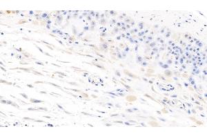 Detection of IL7 in Human Placenta Tissue using Monoclonal Antibody to Interleukin 7 (IL7) (IL-7 抗体  (AA 26-177))