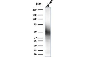 Western Blot Analysis of spleen tissue lysate using CD63 Mouse Monoclonal Antibody (LAMP3/2790) (CD63 抗体  (AA 100-197))