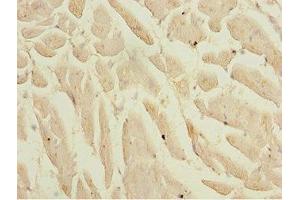 Immunohistochemistry of paraffin-embedded human heart tissue using ABIN7157736 at dilution of 1:100 (KLF9 抗体  (AA 1-150))