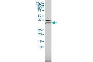 Western Blotting (WB) image for anti-Paired Immunoglobin-Like Type 2 Receptor alpha (PILRA) (AA 1-226) antibody (ABIN565452)