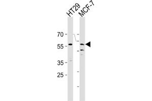 Western Blotting (WB) image for anti-Cell Division Cycle 7 (CDC7) antibody (ABIN3003260) (CDC7 抗体)