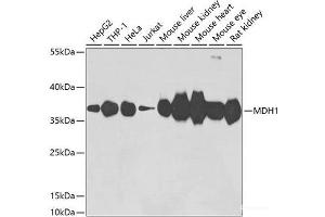 Western blot analysis of extracts of various cell lines using MDH1 Polyclonal Antibody at dilution of 1:3000. (MDH1 抗体)
