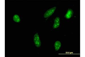 Immunofluorescence (IF) image for anti-Ribosomal Protein S6 Kinase, 90kDa, Polypeptide 2 (RPS6KA2) (AA 631-733) antibody (ABIN562719)