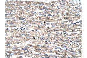 Image no. 1 for anti-BMP2 Inducible Kinase (BMP2K) (AA 551-600) antibody (ABIN320728) (BMP2K 抗体  (AA 551-600))