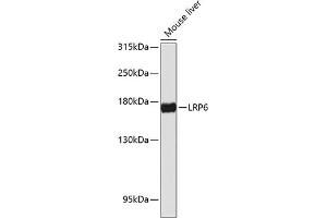Western blot analysis of extracts of mouse liver, using LRP6 antibody (ABIN6130526, ABIN6143329, ABIN6143333 and ABIN6217275) at 1:1000 dilution. (LRP6 抗体  (AA 20-150))