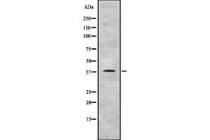 Western blot analysis of RAE1 using COLO205 whole cell lysates (RAE1 抗体  (C-Term))