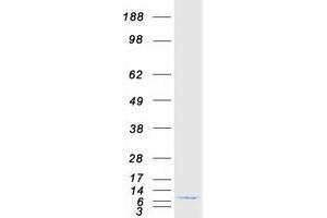 Validation with Western Blot