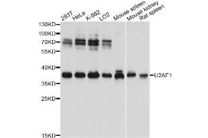 Western blot analysis of extracts of various cell lines, using U2AF1 antibody. (U2AF1 抗体)