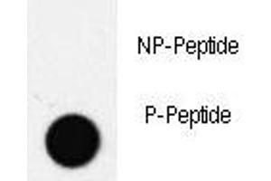 Dot blot analysis of phospho-PDX1 antibody. (PDX1 抗体  (pThr11))