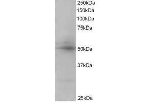 Image no. 1 for anti-CAMP Responsive Element Binding Protein 3-Like 4 (CREB3L4) (C-Term) antibody (ABIN374193) (CREB3L4 抗体  (C-Term))