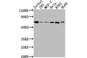 Western Blotting (WB) image for anti-Protein tyrosine Phosphatase, Non-Receptor Type 11 (PTPN11) antibody (ABIN7127807)