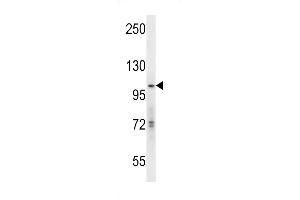 hGCN5 Antibody (C-term) (ABIN656132 and ABIN2845472) western blot analysis in mouse Neuro-2a cell line lysates (35 μg/lane). (KAT2A 抗体  (C-Term))