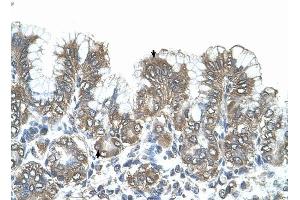 SNF1LK antibody was used for immunohistochemistry at a concentration of 4-8 ug/ml to stain Surface mucous cells and Epithelial cells of fundic gland (arrows) in Human Stomach. (SIK1 抗体  (N-Term))