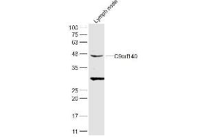 Rat lymph node lysates probed with C9orf140 Polyclonal Antibody, Unconjugated  at 1:300 dilution and 4˚C overnight incubation. (SAPCD2 抗体  (AA 301-394))