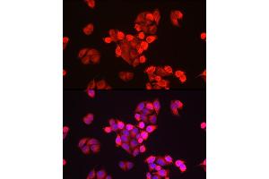 Immunohistochemistry (IHC) image for anti-Galactosylceramidase (GALC) (AA 40-300) antibody (ABIN1679950)